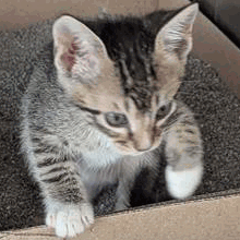 Buggs - Domestic Shorthair