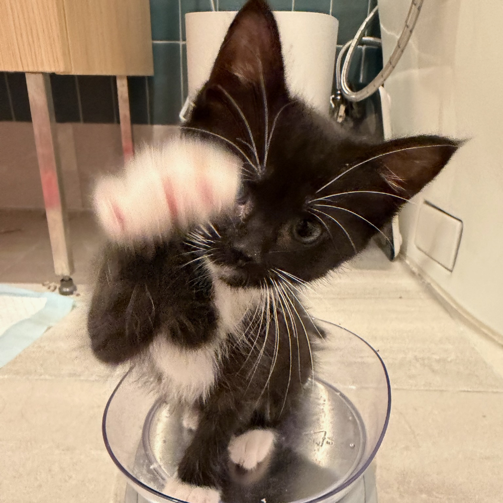 Bodacious Brian - Domestic Shorthair