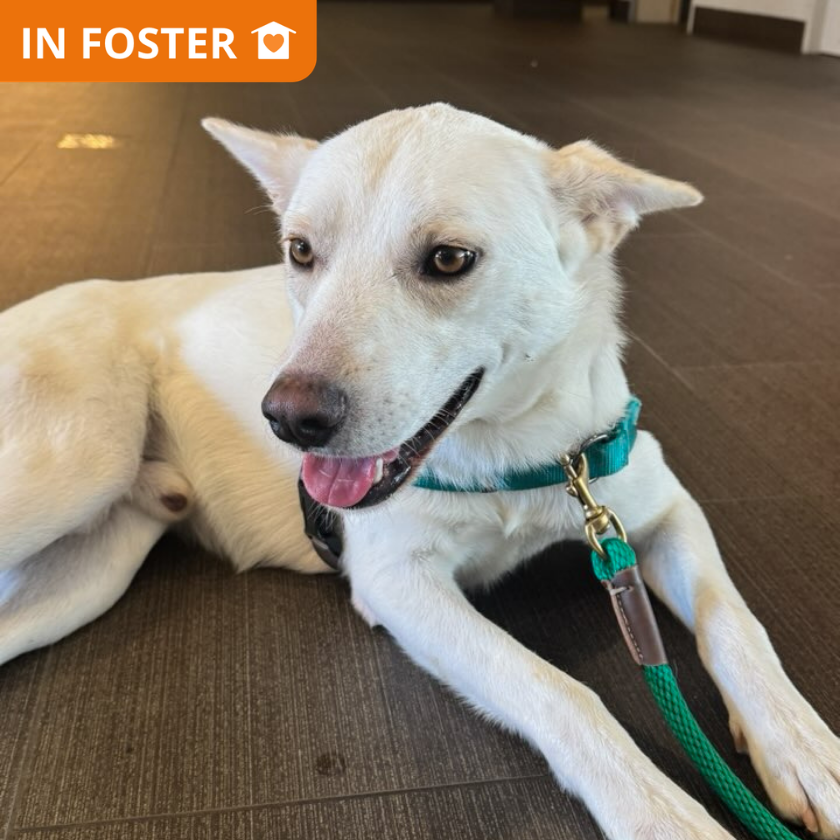 Gucci - Husky/Mix