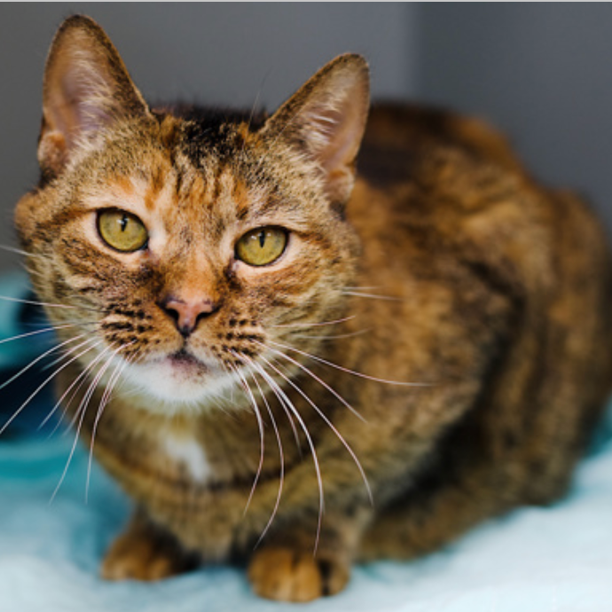 Calypso - Domestic Shorthair