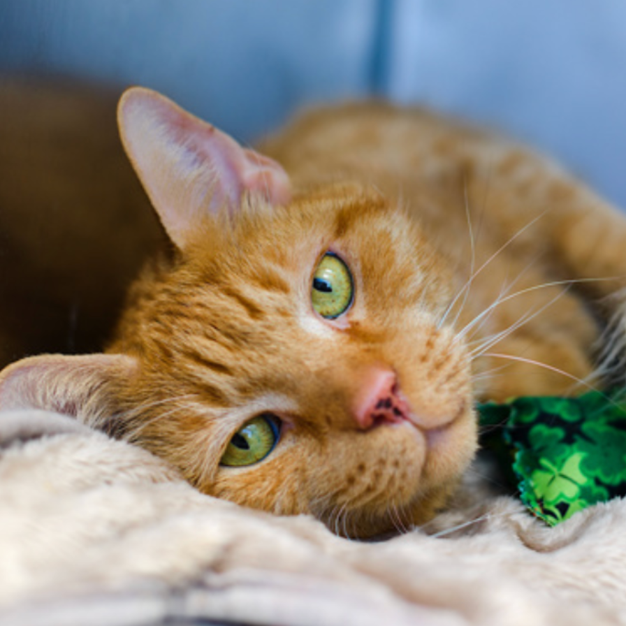 Bambi Apples - Domestic Shorthair