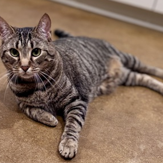 Bean - Domestic Shorthair