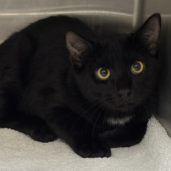 Cosmo - Domestic Shorthair