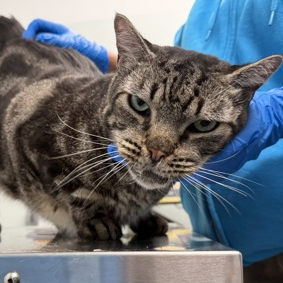 Big Boy - Domestic Shorthair