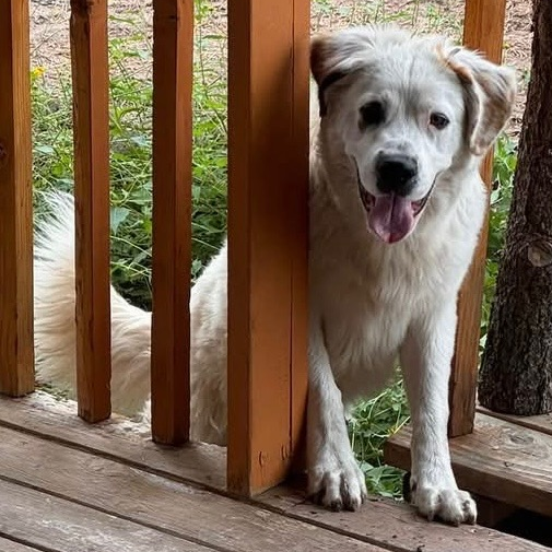 Chester - Saint Bernard/Mix