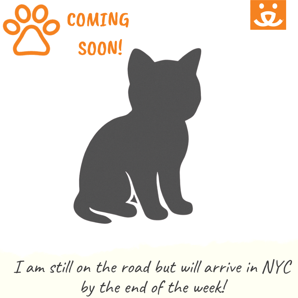 Abbie - Domestic Shorthair