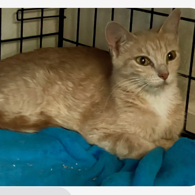 Clementine - Domestic Shorthair