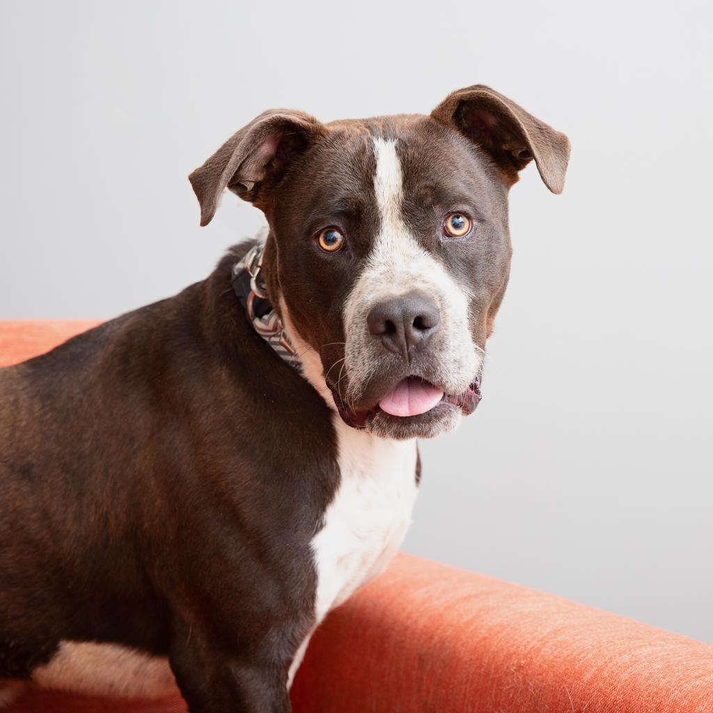Chavez - Terrier, American Staffordshire/Boxer