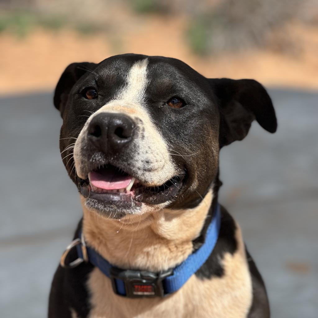 Betty White - Terrier, American Pit Bull/Mix