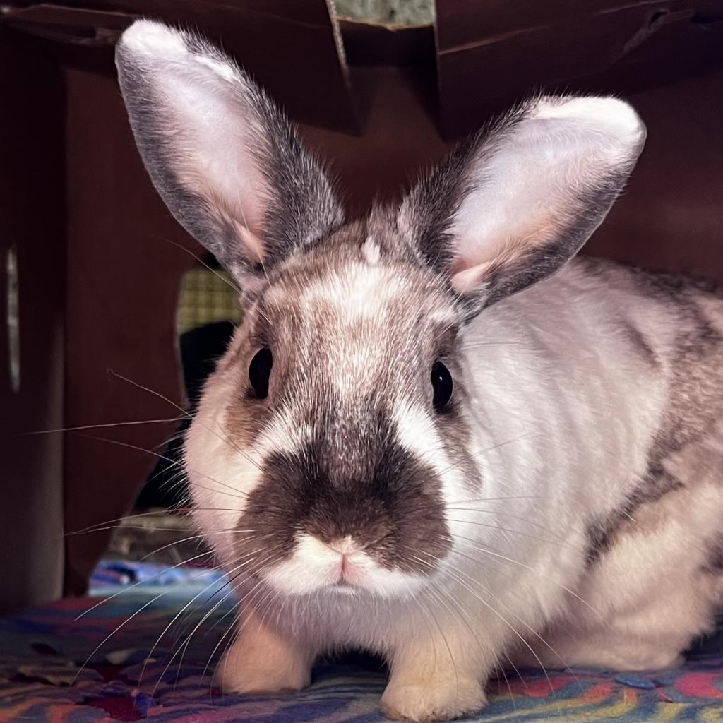 Adoptable Male Rhinelander