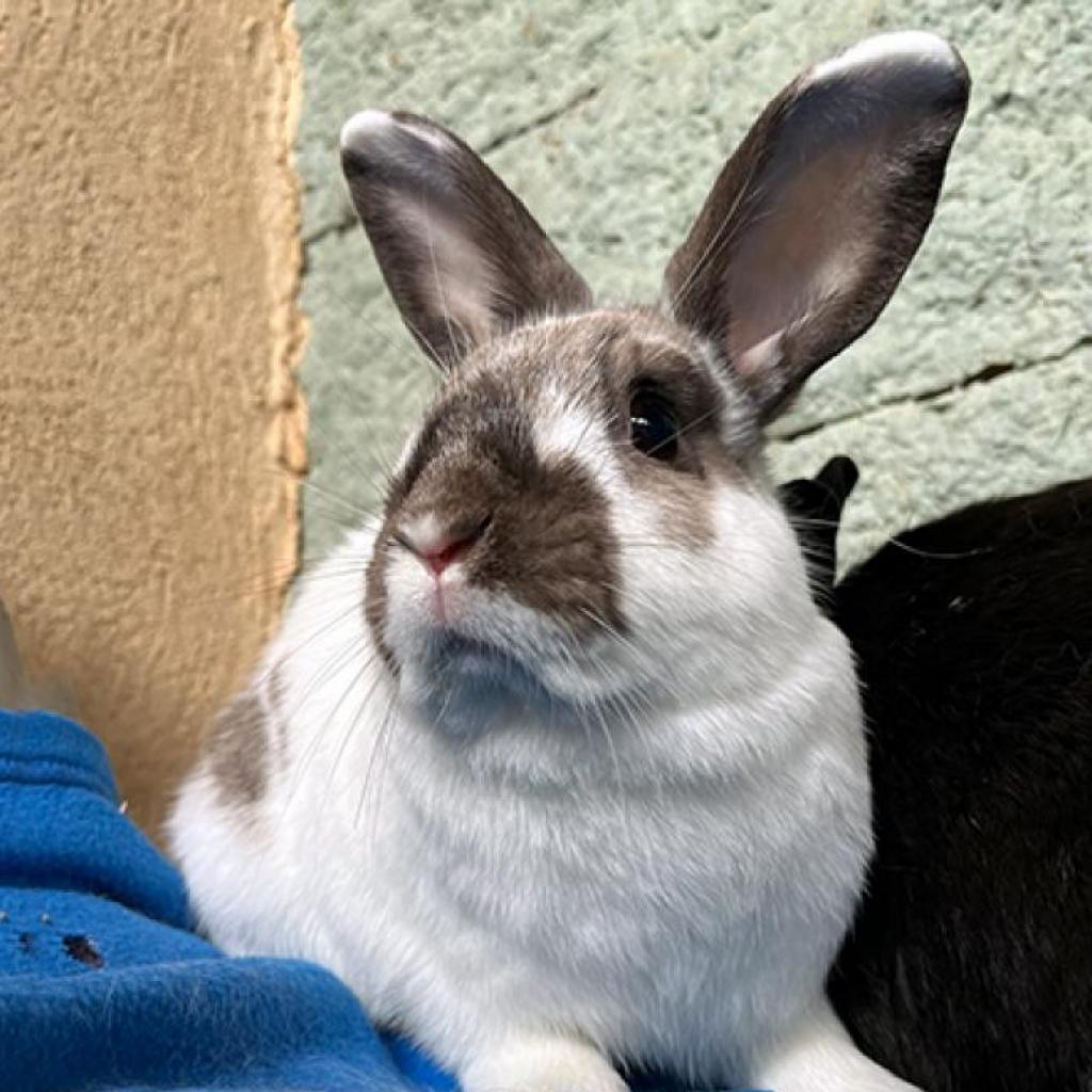 Adoptable Male Rhinelander
