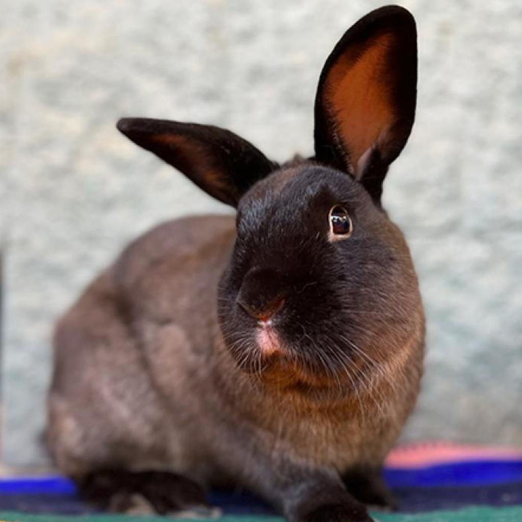 Ragnar - American Sable