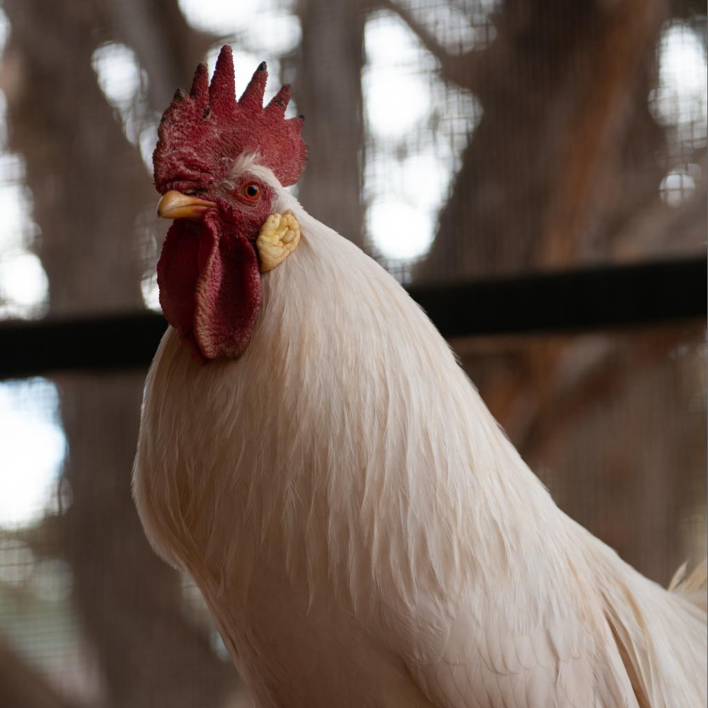 Adoptable Male Chicken