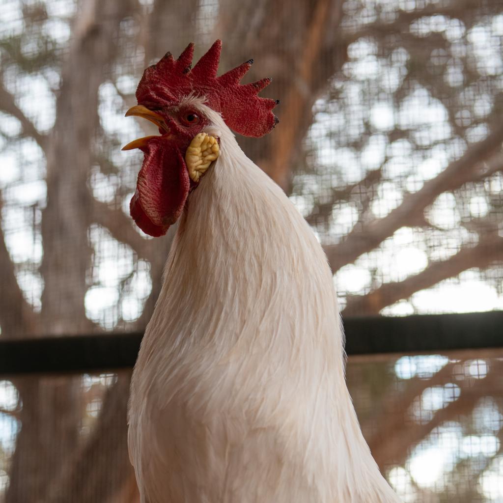 Adoptable Male Chicken
