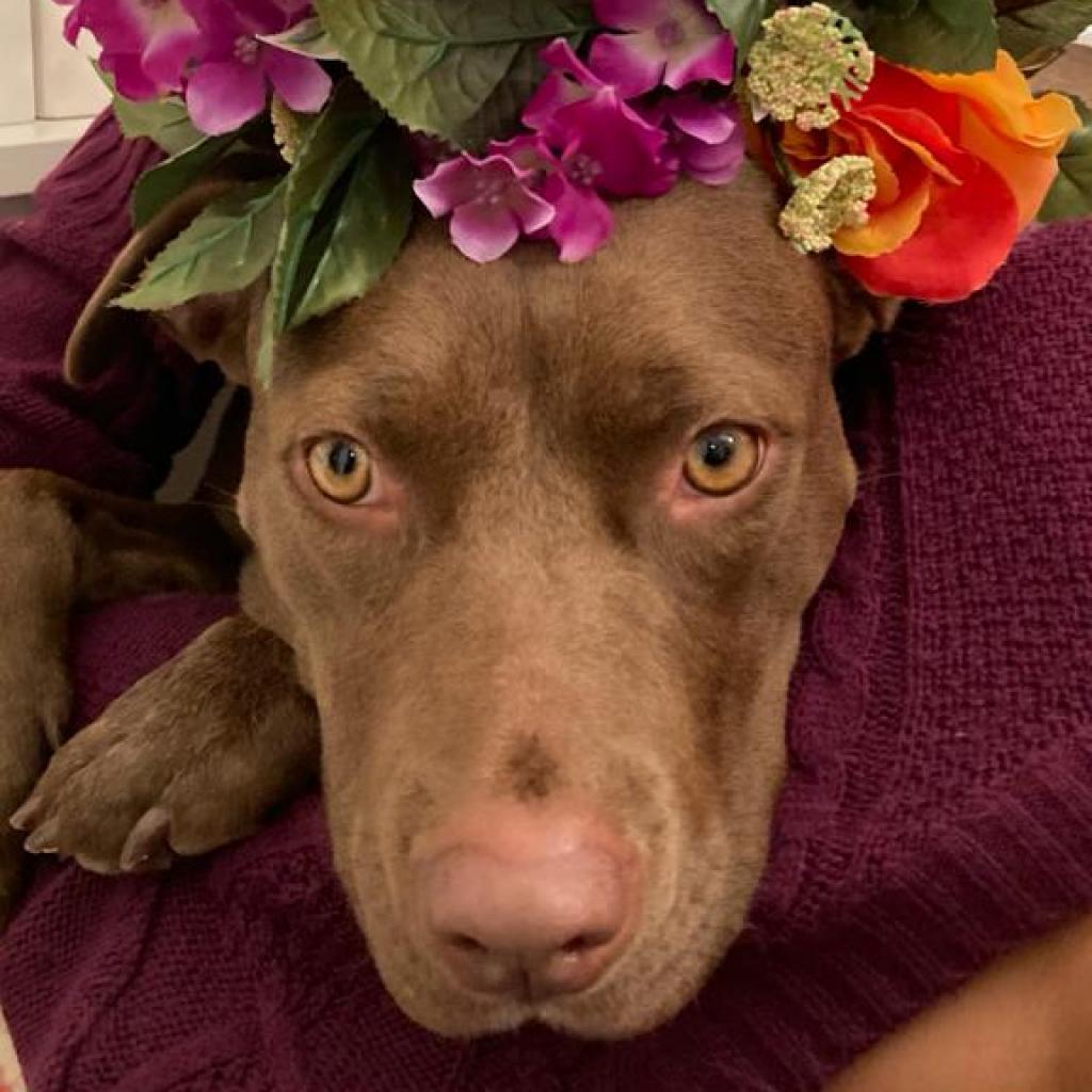 Caravel - Terrier, American Pit Bull