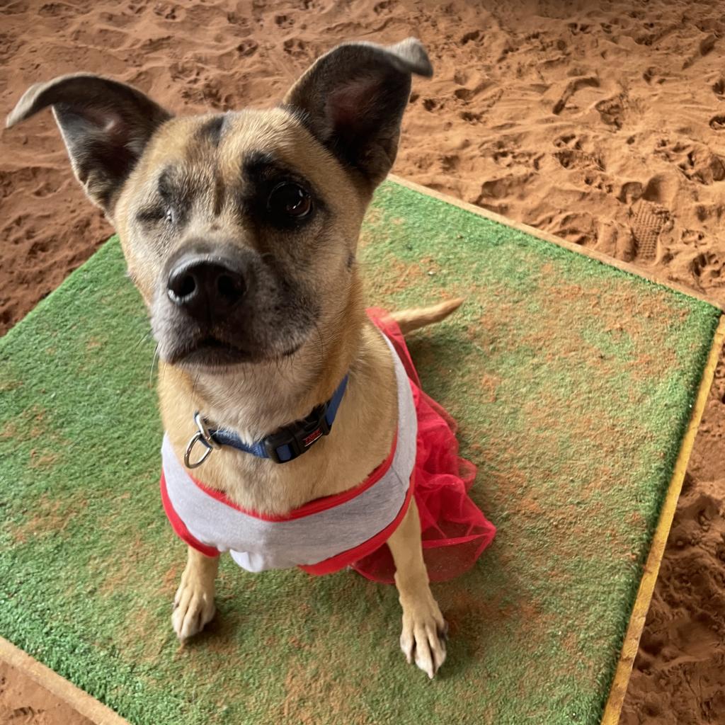 Adoptable Female Terrier, American Pit Bull/Shepherd, German