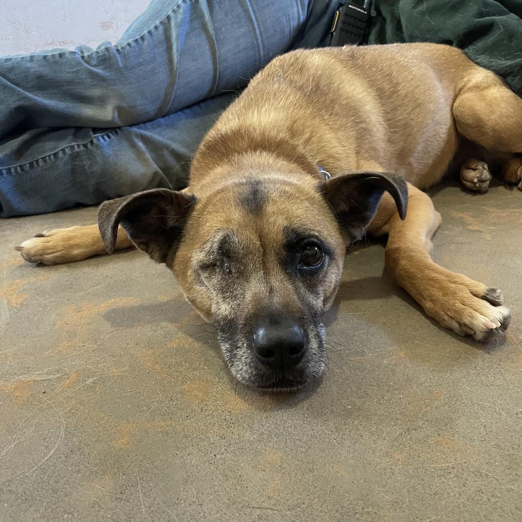 Adoptable Female Terrier, American Pit Bull/Shepherd, German
