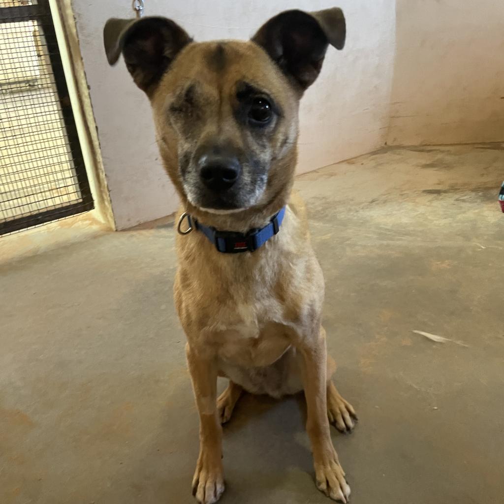 Adoptable Female Terrier, American Pit Bull/Shepherd, German