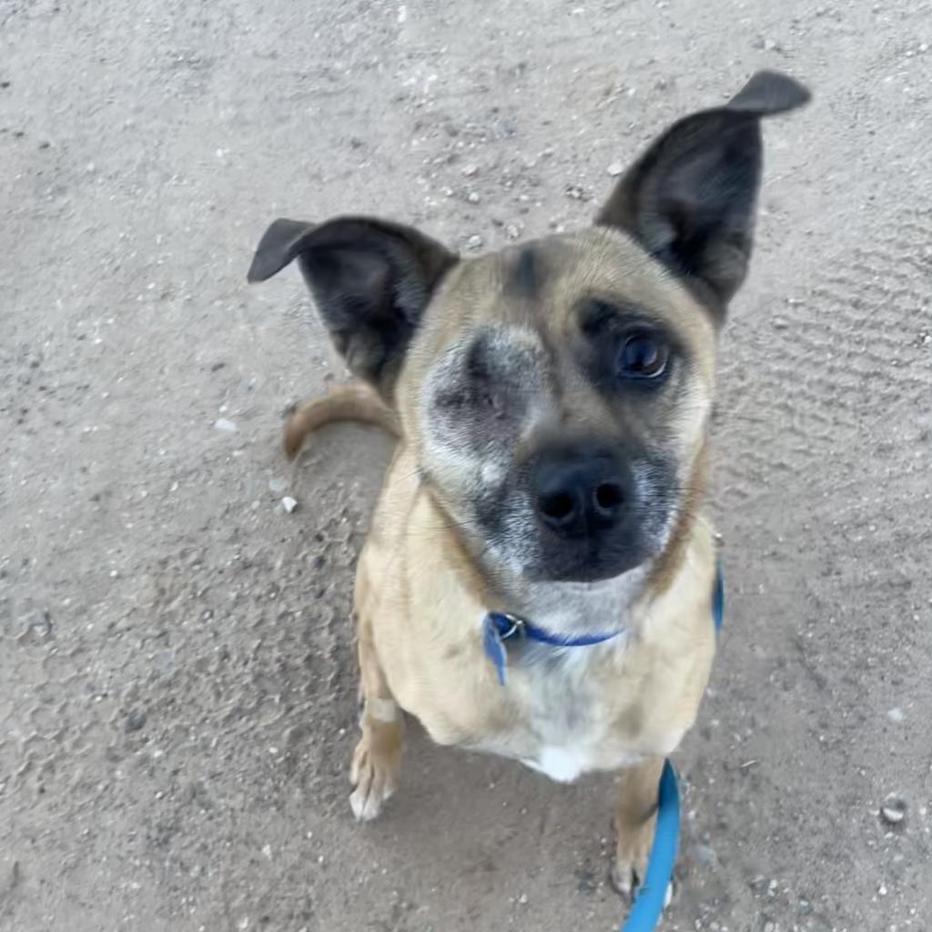 Adoptable Female Terrier, American Pit Bull/Shepherd, German