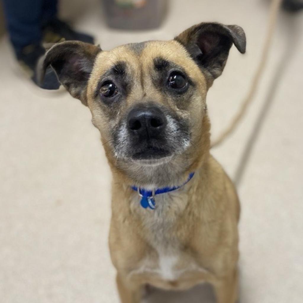 Adoptable Female Terrier, American Pit Bull/Shepherd, German