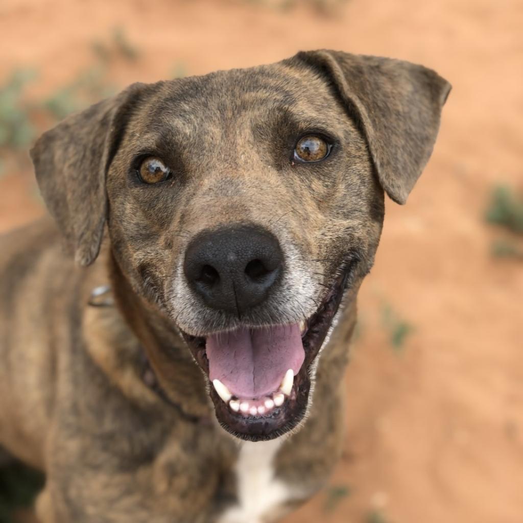 Adoptable Female Hound, Plott