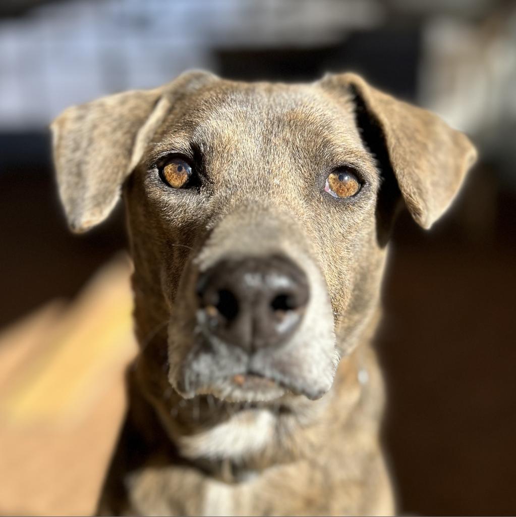 Adoptable Female Hound, Plott