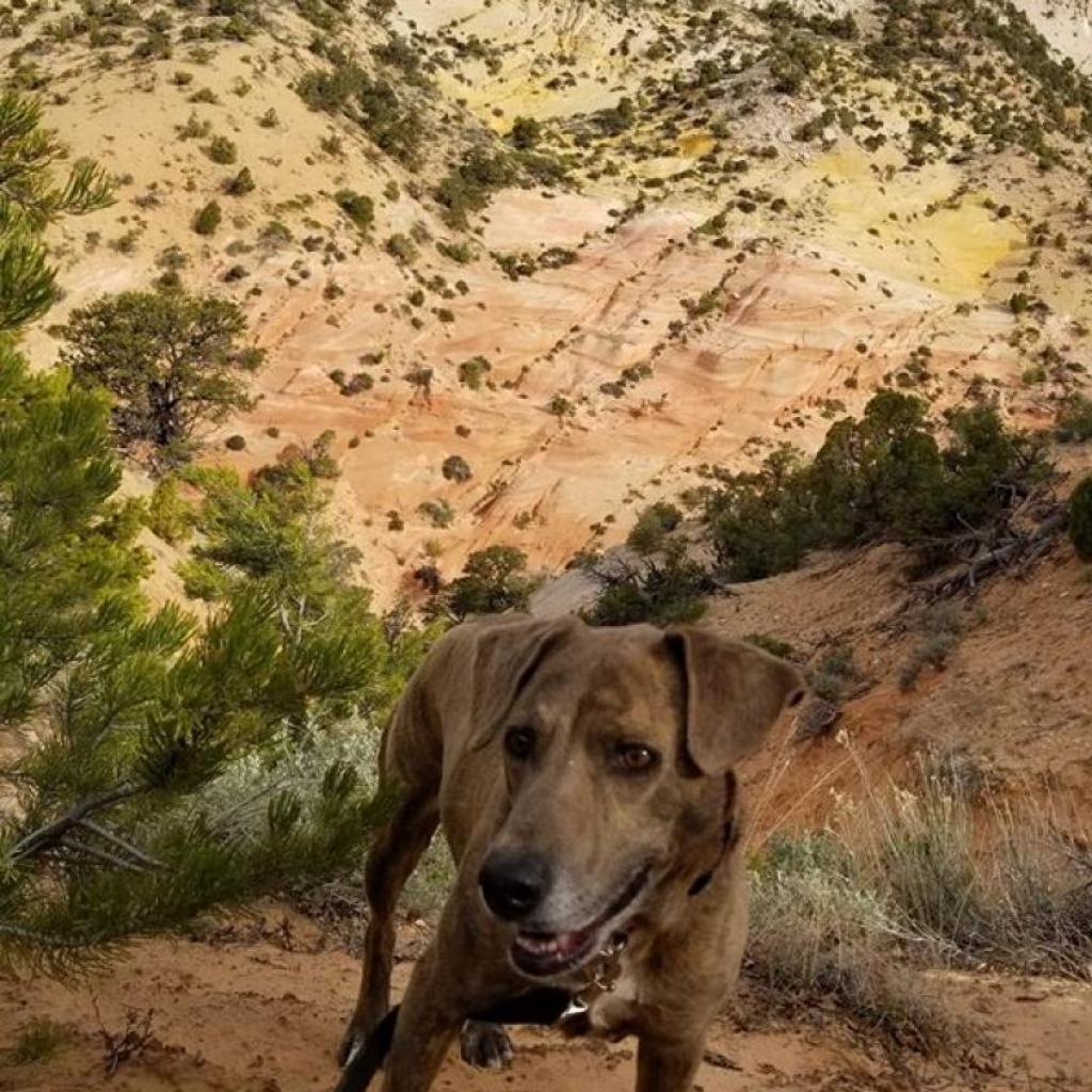 Adoptable Female Hound, Plott