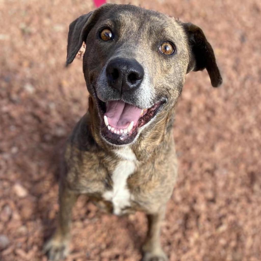 Adoptable Female Hound, Plott