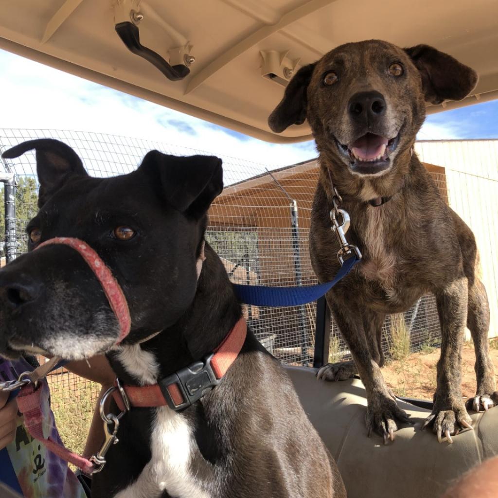Adoptable Female Hound, Plott