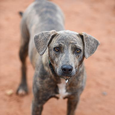 Adoptable Female Hound, Plott