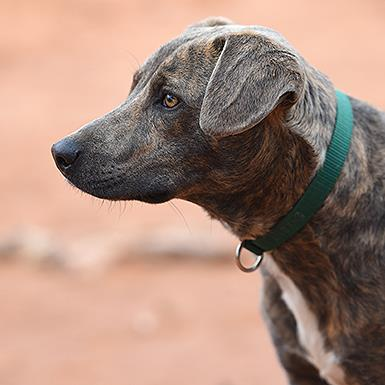 Adoptable Female Hound, Plott
