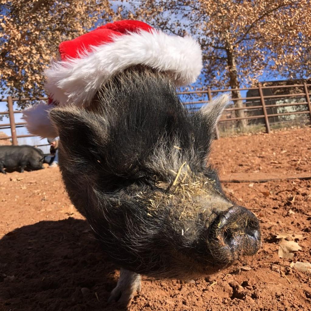 Adoptable Female Vietnamese Potbelly