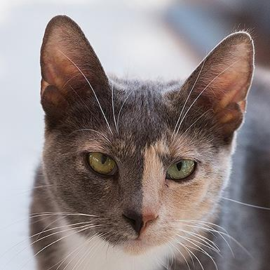Alafair - Domestic Shorthair