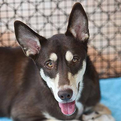 Caboodle - Husky/Cattle Dog