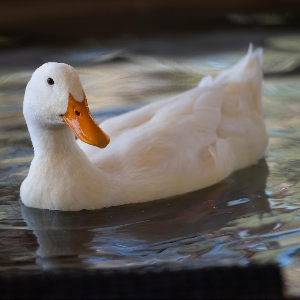 Anthony - Domestic Duck