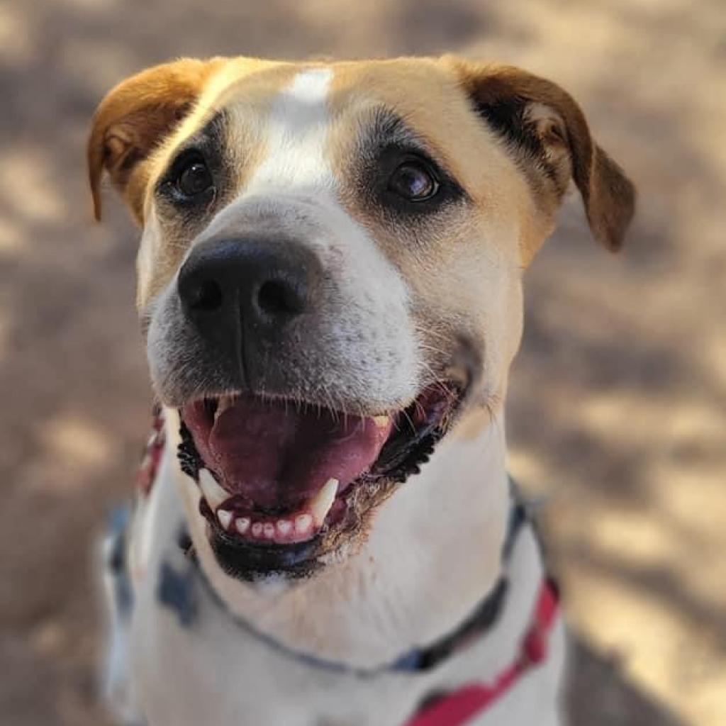 Junie - Retriever, Labrador/Pyrenees, Great