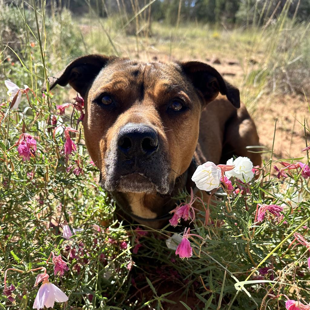 Adoptable Female Terrier, American Staffordshire/Shepherd