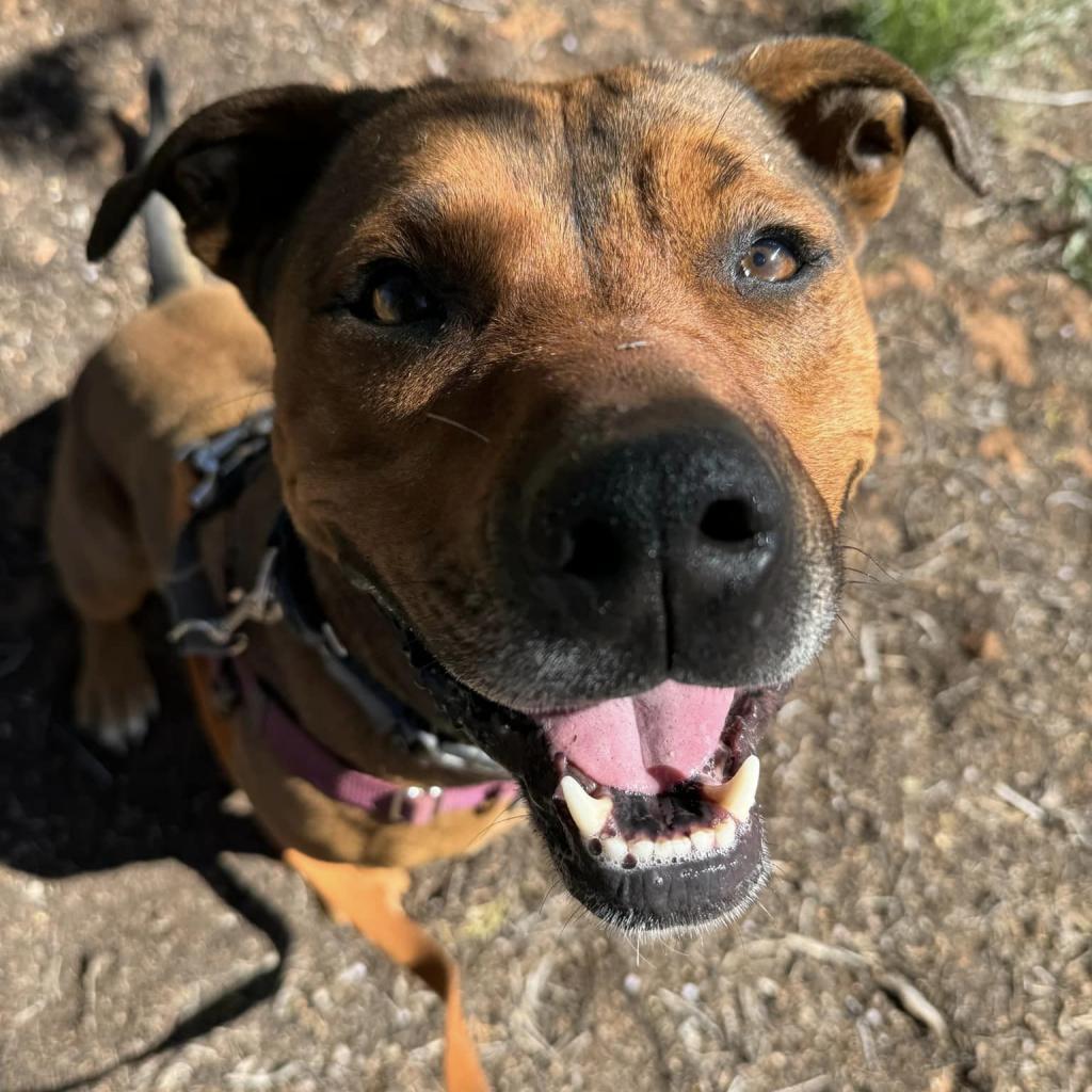Adoptable Female Terrier, American Staffordshire/Shepherd