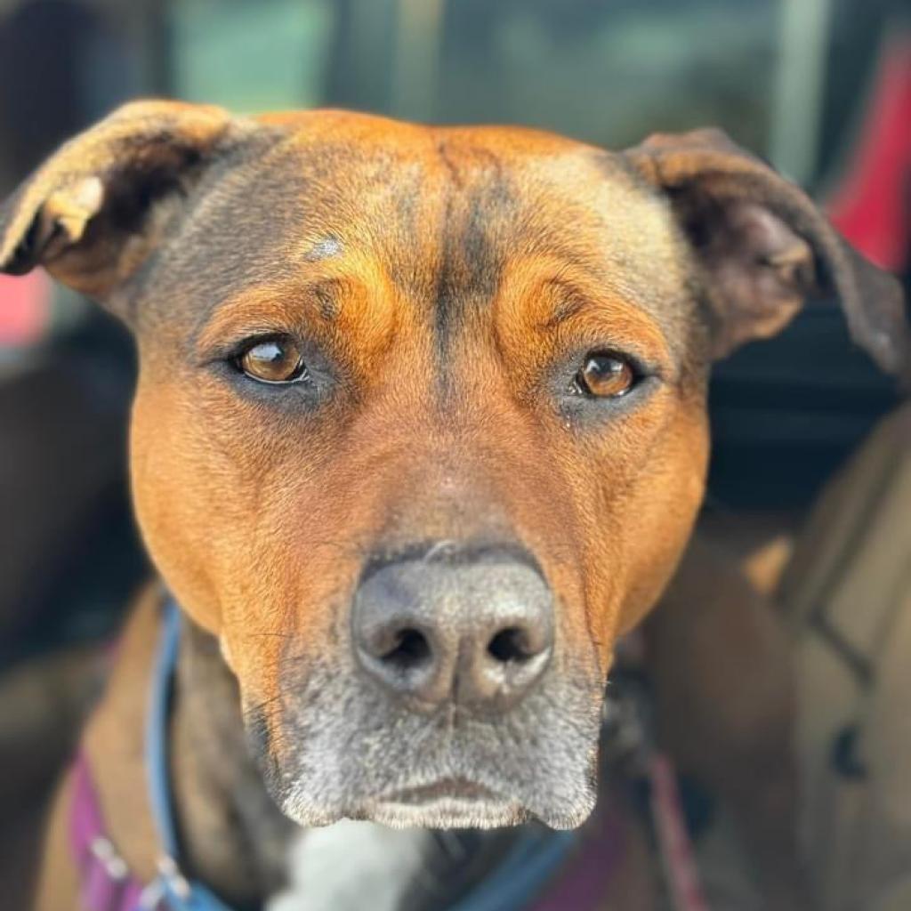 Adoptable Female Terrier, American Staffordshire/Shepherd