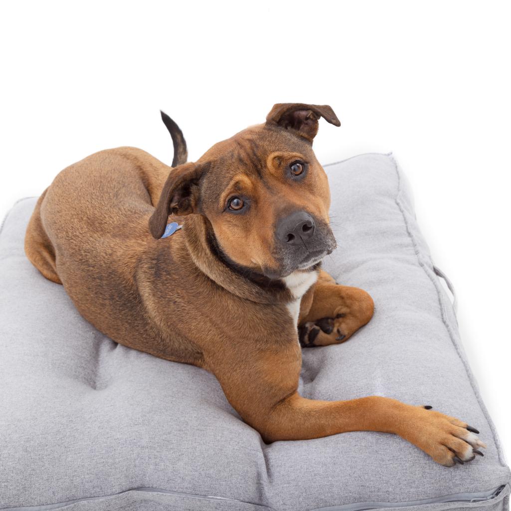 Adoptable Female Terrier, American Staffordshire/Shepherd