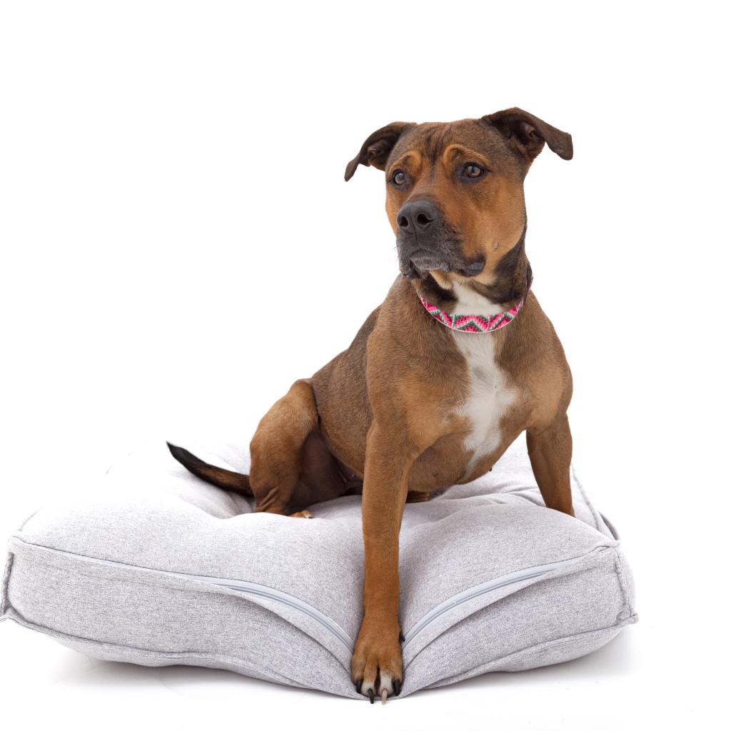 Adoptable Female Terrier, American Staffordshire/Shepherd