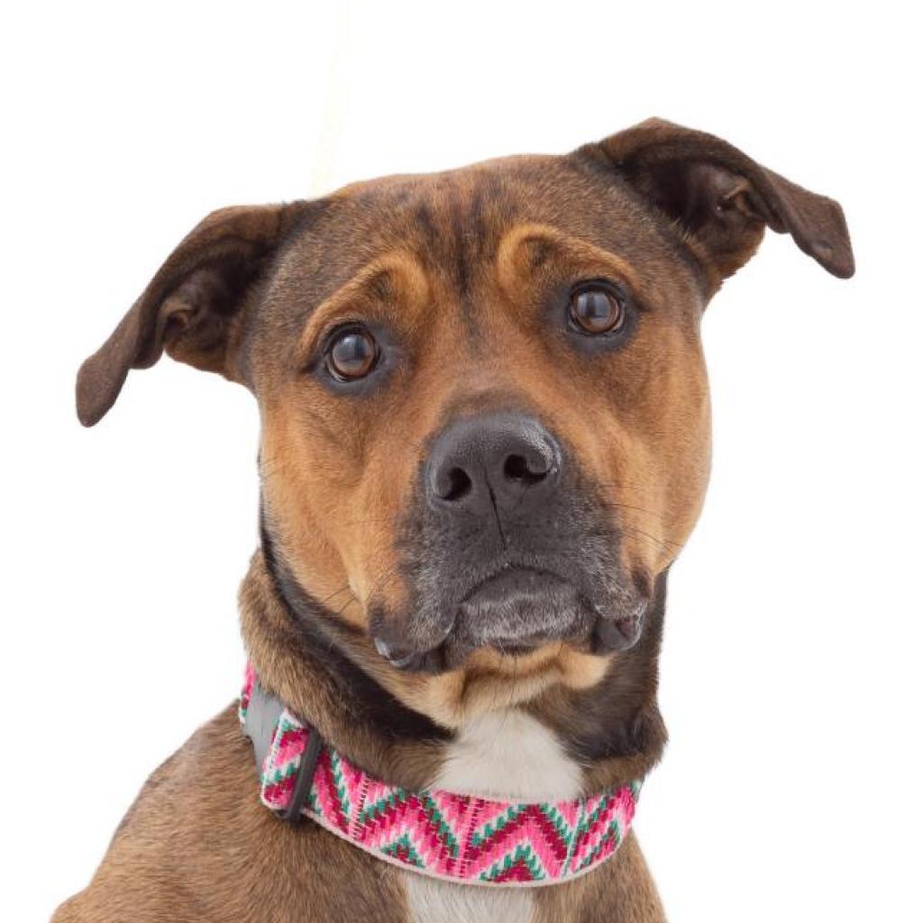 Adoptable Female Terrier, American Staffordshire/Shepherd