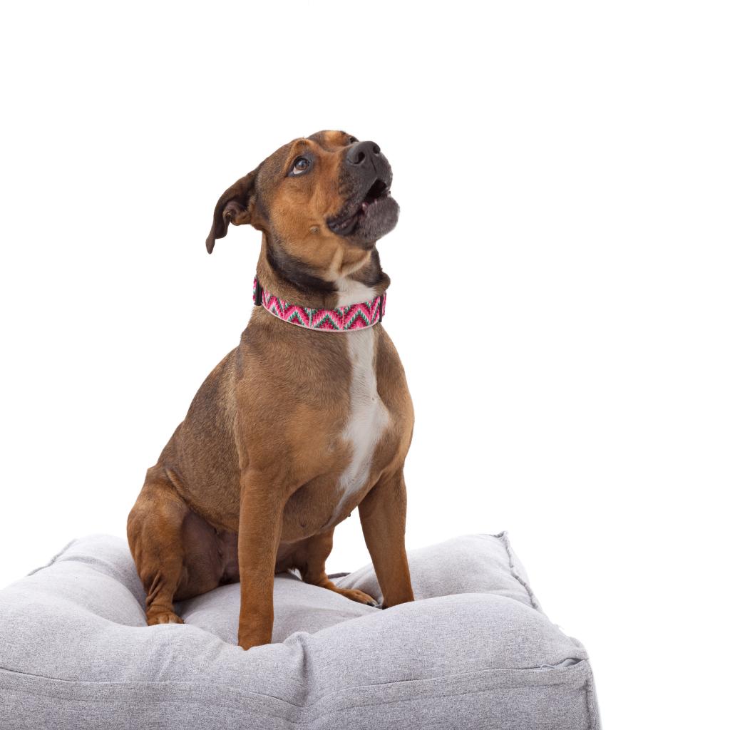 Adoptable Female Terrier, American Staffordshire/Shepherd