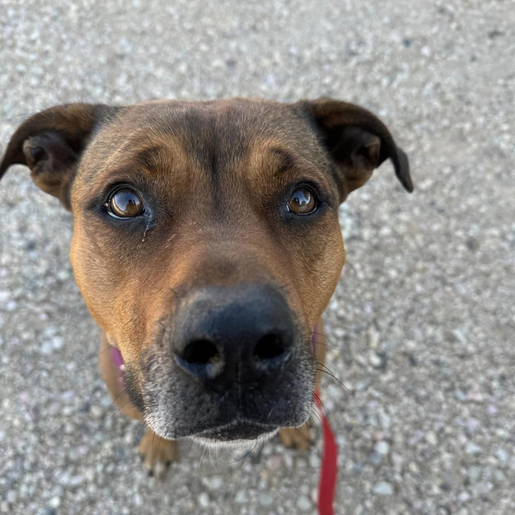 Adoptable Female Terrier, American Staffordshire/Shepherd