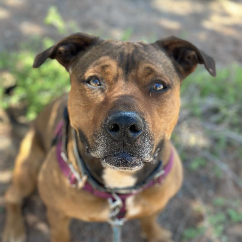 Adoptable Female Terrier, American Staffordshire/Shepherd