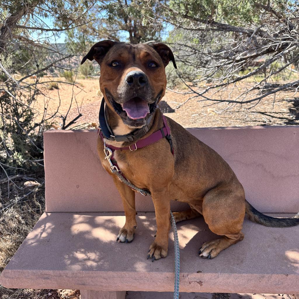 Adoptable Female Terrier, American Staffordshire/Shepherd