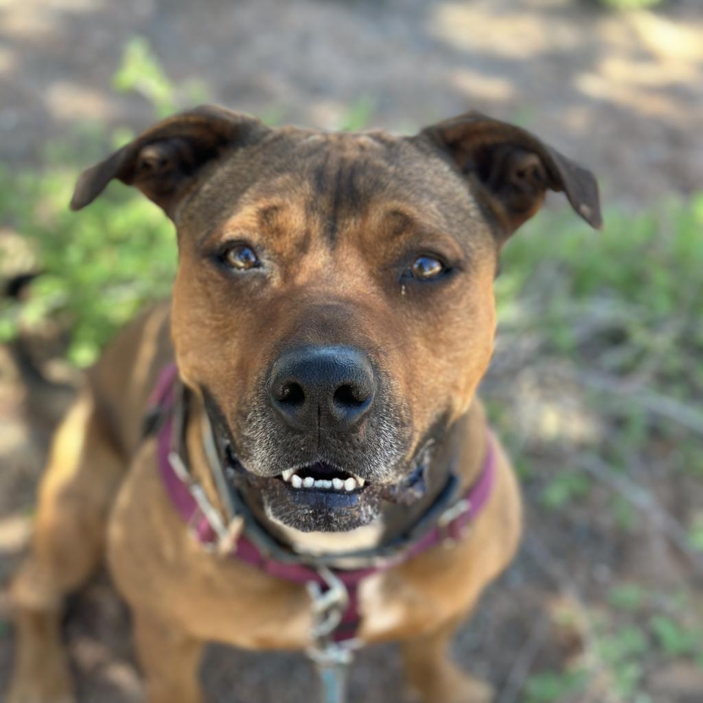 Adoptable Female Terrier, American Staffordshire/Shepherd