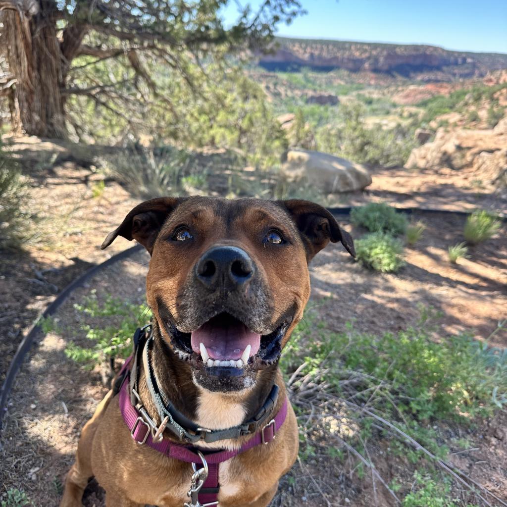 Adoptable Female Terrier, American Staffordshire/Shepherd