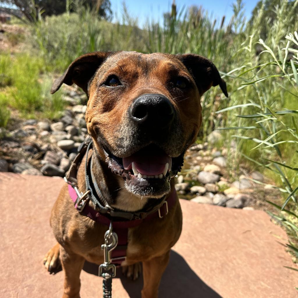 Adoptable Female Terrier, American Staffordshire/Shepherd