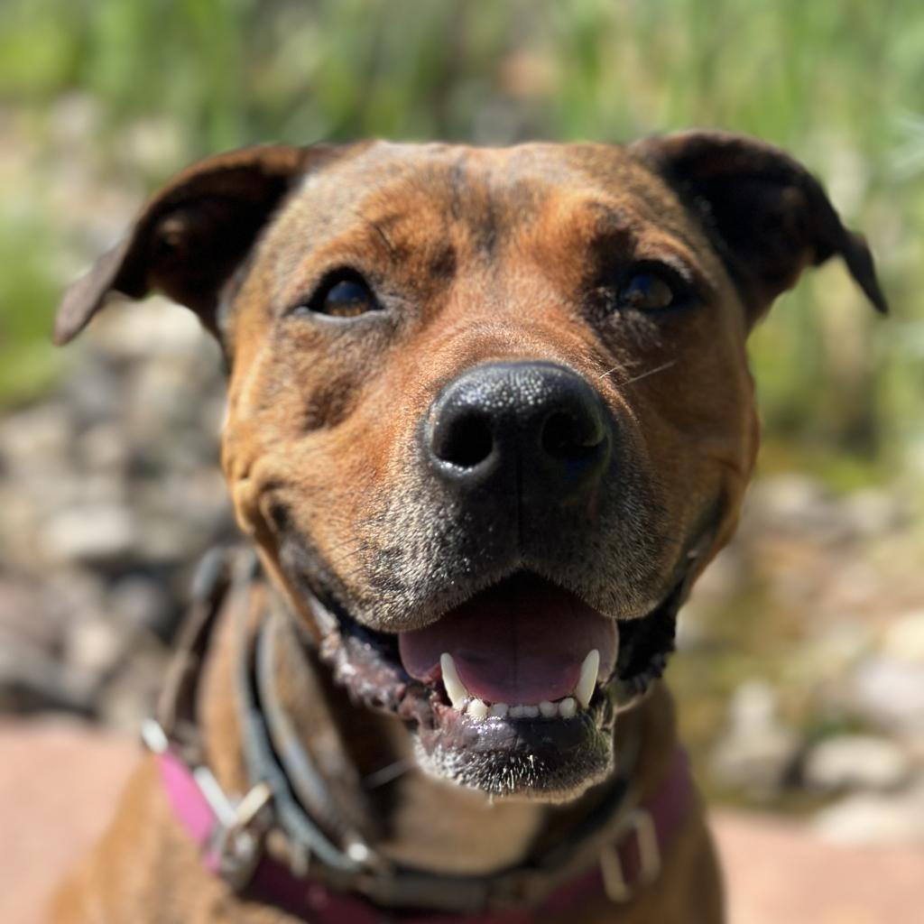 Adoptable Female Terrier, American Staffordshire/Shepherd